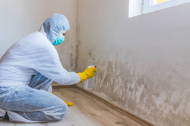 Licensed Mold Remediation service in Englewood, FL - WQB Mold Removal